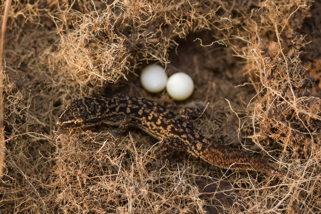 White-Striped Viper Gecko