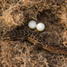 Hemidactylus albofasciatus - Photo (c) Prathamesh Amberkar, μερικά δικαιώματα διατηρούνται (CC BY-NC), uploaded by Prathamesh Amberkar