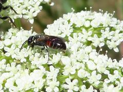 Hylaeus variegatus