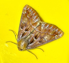 Caripeta suffusata