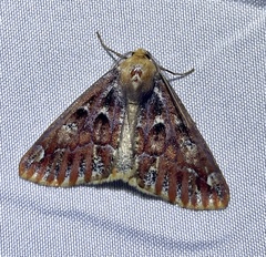 Caripeta suffusata