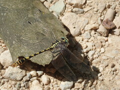 Onychogomphus forcipatus