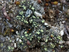 Arthrorhaphis citrinella