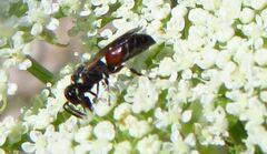 Hylaeus variegatus