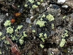 Arthrorhaphis citrinella