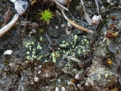 Arthrorhaphis citrinella