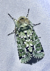 Emarginea percara