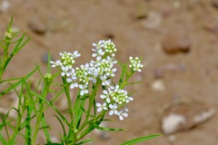 Lepidium alyssoides