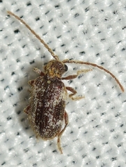 Cyphoderes