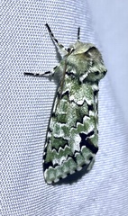 Emarginea percara