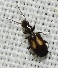 Microlestes corticalis