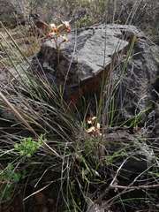 Diuris brumalis