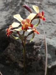 Diuris brumalis