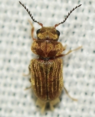 Xyletinus bucephalus