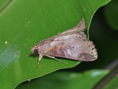 Erebidae