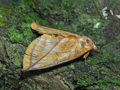 Eudocima aurantia