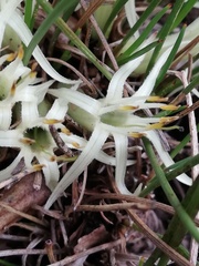 Conostylis androstemma