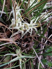 Conostylis androstemma