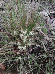 Conostylis androstemma