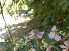 Satyrium ilicis