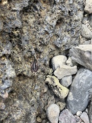 Acanthopleura spinosa