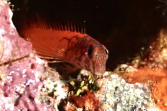 Microlipophrys nigriceps