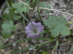 Geranium versicolor