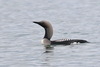 Arctic Loon - Photo (c) Владимир Панкратов, some rights reserved (CC BY-NC), uploaded by Владимир Панкратов
