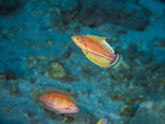 Paracheilinus flavianalis