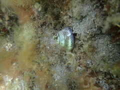 Calliostoma zizyphinum