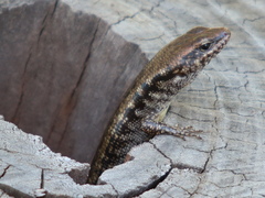 Concinnia brachysoma