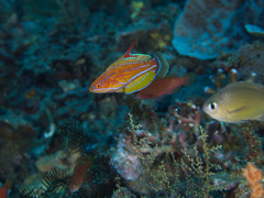 Paracheilinus flavianalis