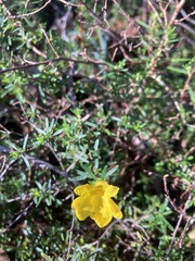 Hibbertia hypericoides hypericoides