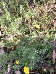 Hibbertia hypericoides hypericoides