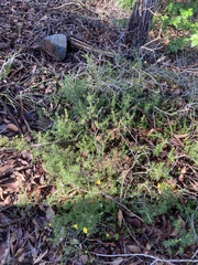 Hibbertia hypericoides hypericoides