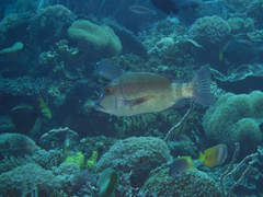 Lethrinus erythropterus