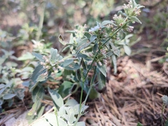 Marrubium peregrinum