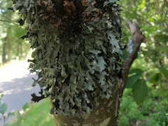 Parmelia submontana