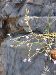 Limonium remotispiculum