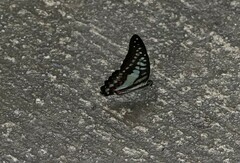 Graphium evemon eventus