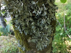 Parmelia submontana