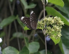Euploea crameri bremeri