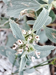 Marrubium peregrinum