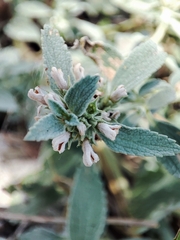 Marrubium peregrinum