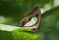Polyura hebe plautus