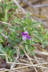 Dyschoriste schiedeana
