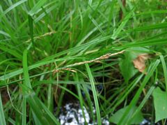 Carex elongata