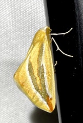 Melemaea virgata