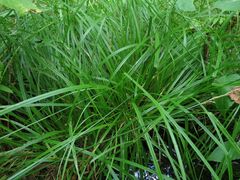 Carex elongata