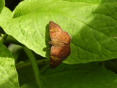 Pseudocoladenia dan